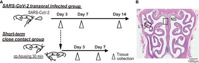 Evidence for the spread of SARS-CoV-2 and olfactory cell lineage impairment in close-contact infection Syrian hamster models